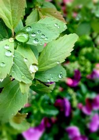 Close-up of water drops on leaves