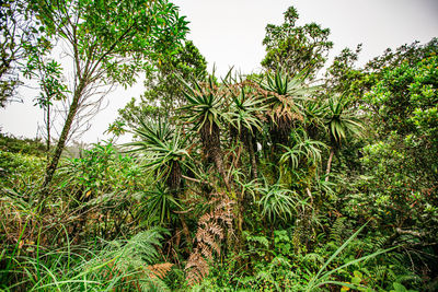 Plants and trees in forest