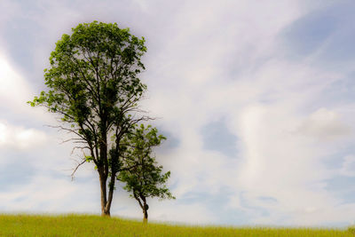 Tree on field against sky