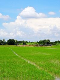 Scenic view of rice field against sky