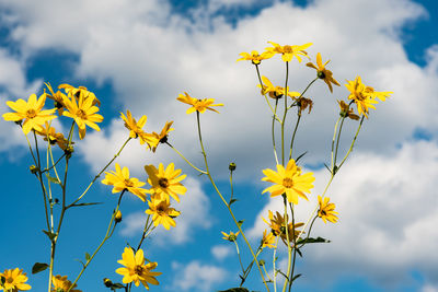 Low angle view of yellow flowers blooming in park