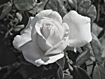 Close-up of flower blooming outdoors