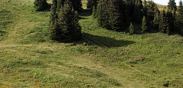 Pine trees on field in forest