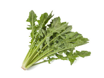 Close-up of green leaves against white background