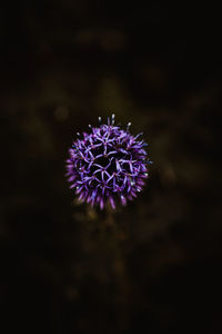 Close-up of purple flowering plant against black background