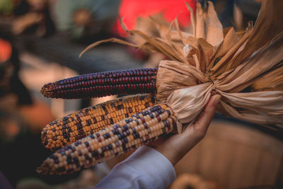 Close-up of hand holding corns