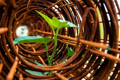 Top leaf of morning glory insert in roll of rusty steel wire mesh