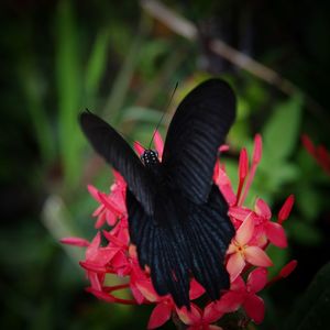 Close-up of butterfly pollinating on flower