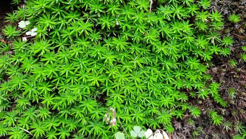 High angle view of plants growing on field