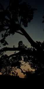 Low angle view of silhouette trees against sky at sunset