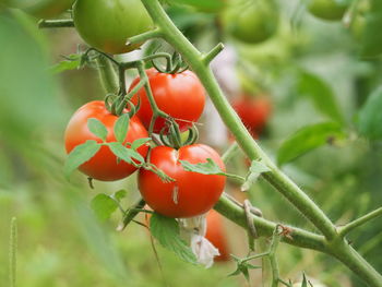 Close-up of tomatoes growing on tree