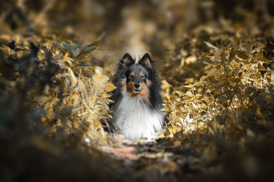 Close-up portrait of dog