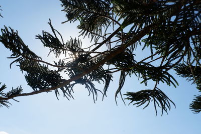 Low angle view of silhouette tree against clear sky