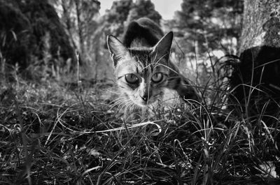 Portrait of a cat on field