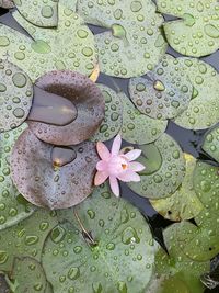 Close-up of water drops on pink leaves