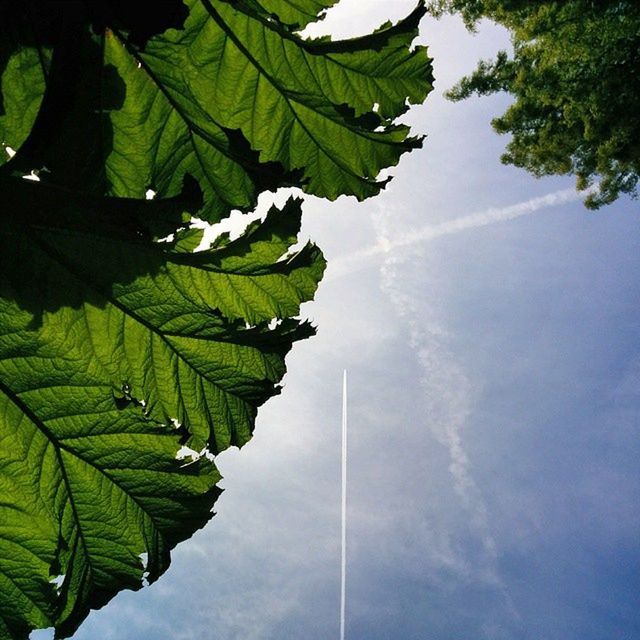 leaf, green color, growth, sky, beauty in nature, nature, tranquility, tree, low angle view, tranquil scene, plant, leaves, scenics, cloud - sky, outdoors, day, no people, green, cloud, leaf vein