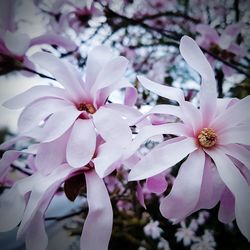 Close-up of cherry blossom