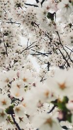 Flowers close up with white background