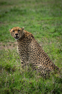 Cheetah sitting on grass in forest
