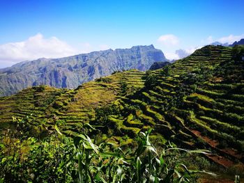 Scenic view of farm against sky