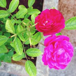 Close-up of pink rose blooming outdoors