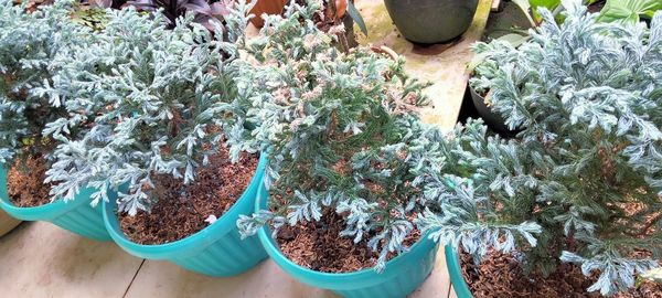 High angle view of potted plants for sale