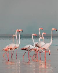 Flock of birds in sea