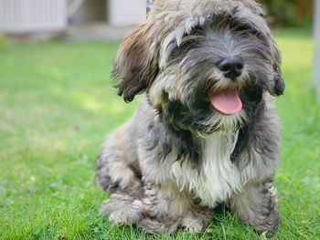 Close-up of a dog on field