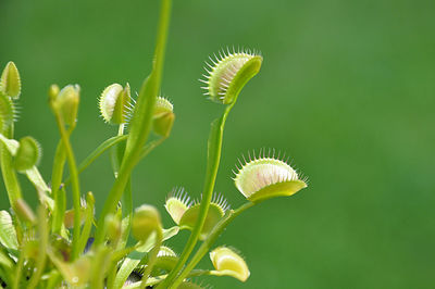 Close-up of venus flytrap plant