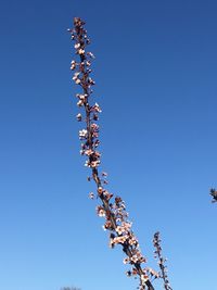 Low angle view of flowers against blue sky