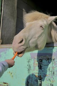 Close-up of hand eating outdoors