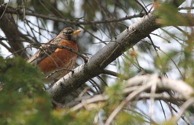 Low angle view of birds perching on branch