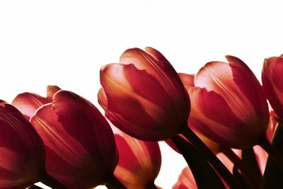 Close-up of red tulips against white background