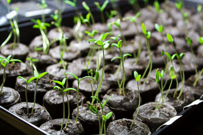 Close-up of small plant growing in field