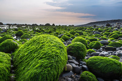 Scenic view of grass rocks on field against sky