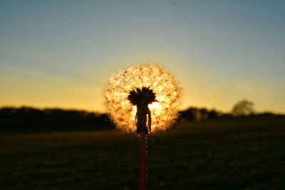 Close-up of dandelion