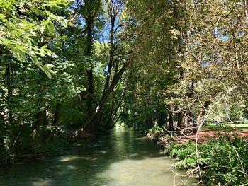 Scenic view of river amidst trees in forest