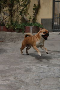 Dog running in city