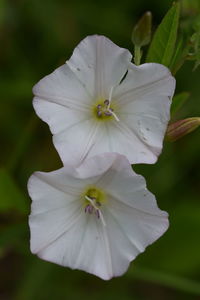 Close-up of white hibiscus flower