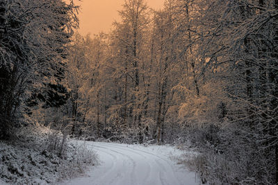 Snow covered road amidst trees during winter