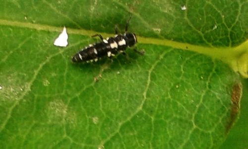 High angle view of insect on leaf