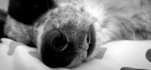 Close-up of cat sleeping