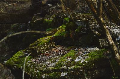 Close-up of trees in forest