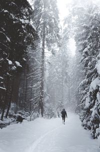 Rear view of man walking in forest during winter