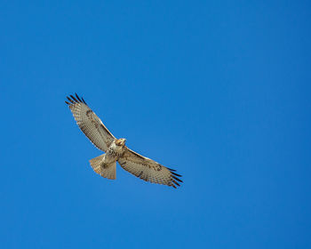 Low angle view of eagle flying in sky