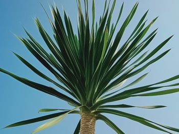 Low angle view of palm tree against sky