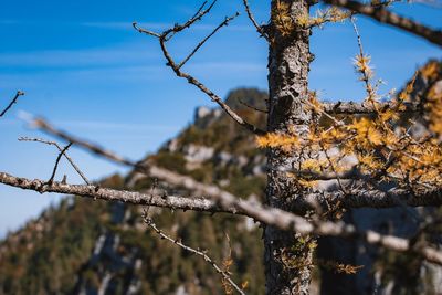 Low angle view of bare tree branches against sky