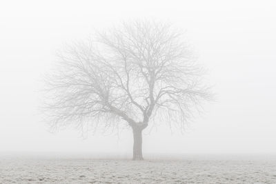 Bare tree in sea