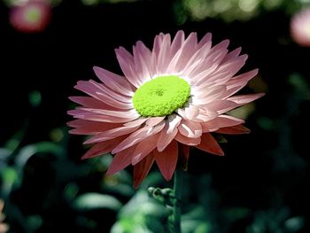 Close-up of pink flower