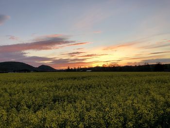 Scenic view of field against sky during sunset